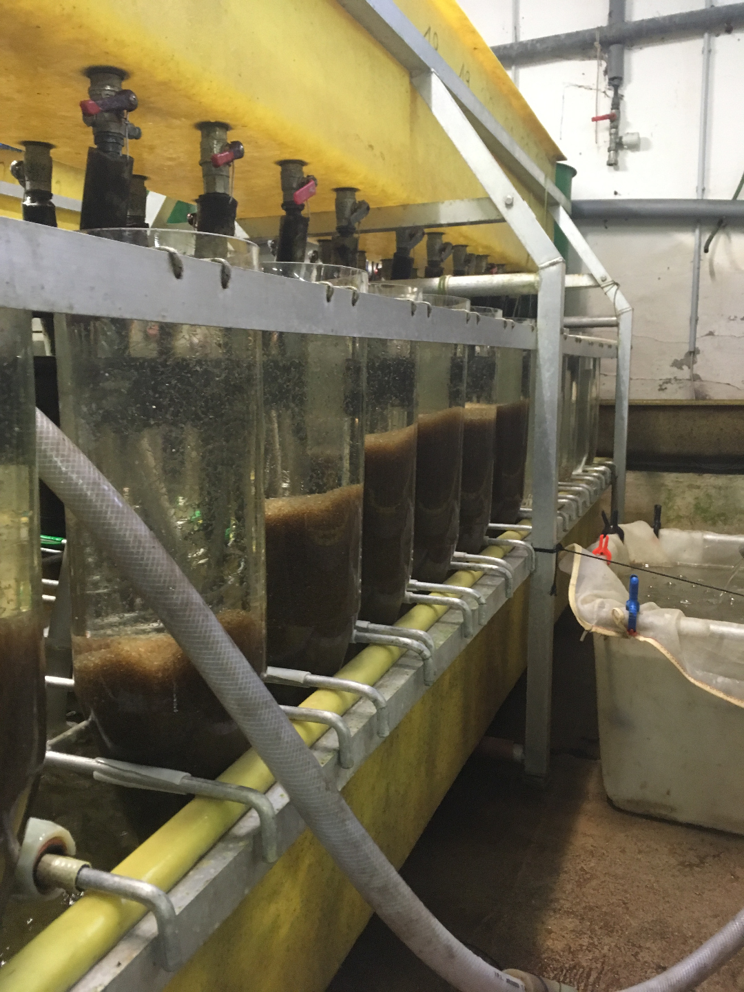 RAS-Aquakulturanlage – moderne Kreislaufanlage