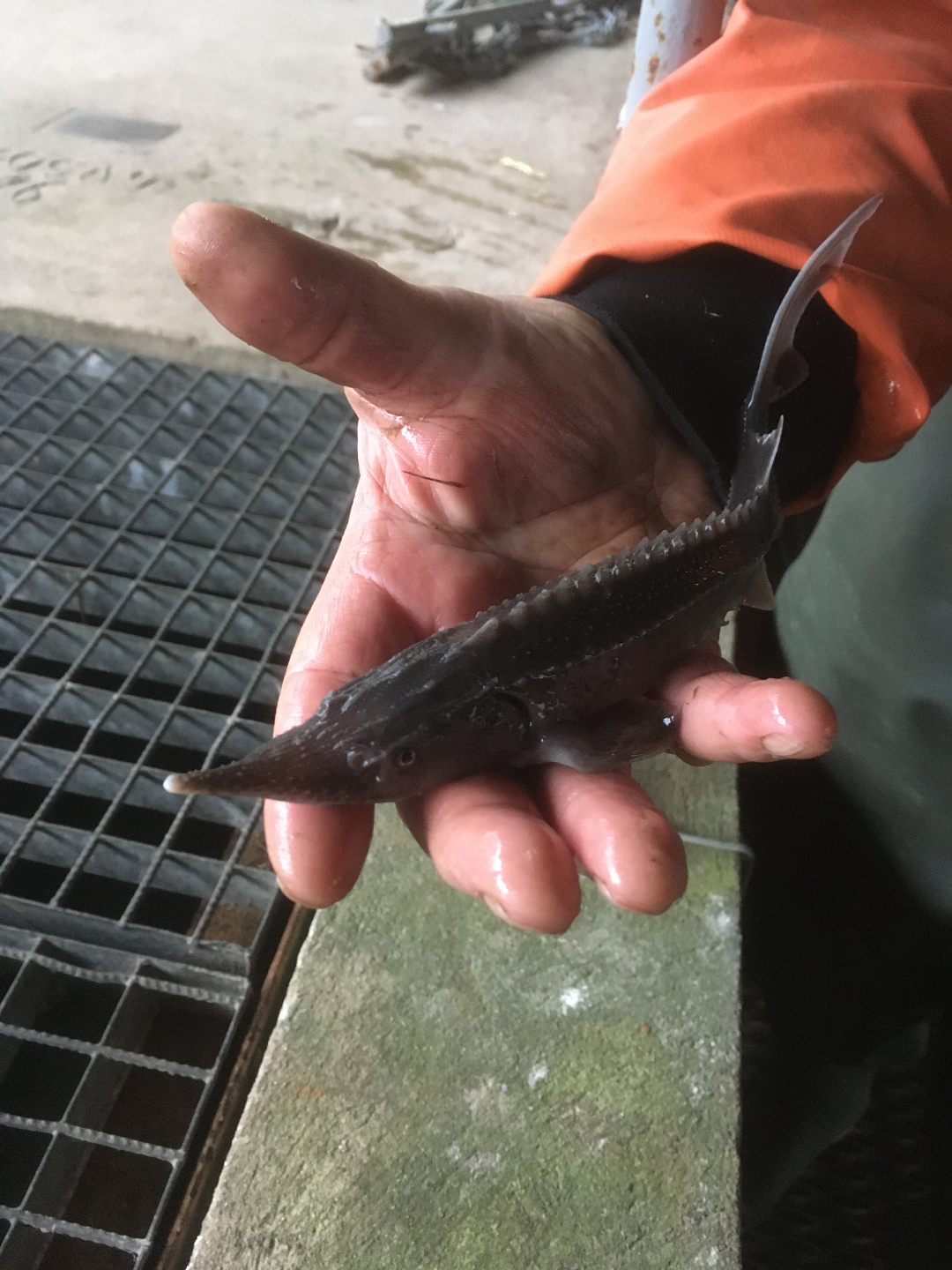 Hand hält einen jungen Stör – Expertise in der Aquakultur
